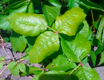 Stop the itch of poison ivy and avoid touching the plant in the first place