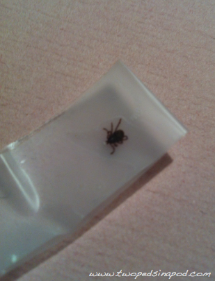 my kid has a tick