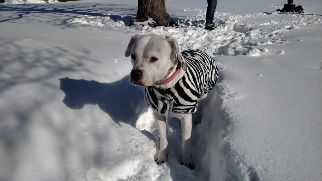 Dressing your children for cold weather, even your canine children
