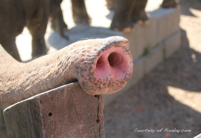 elephant nose