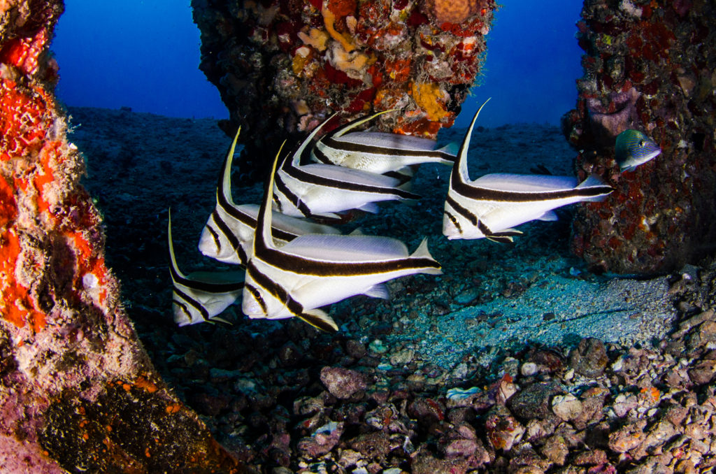 These lucky fish don't have to worry about swimmer's ear... they don't have any ears!