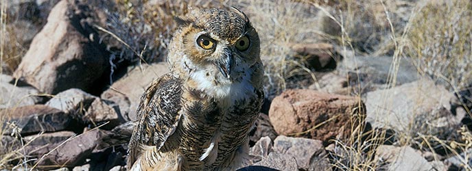 Great-horned owl, NPS Photo, Big Bend National Park