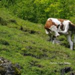 cow with dry itchy skin